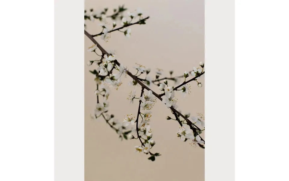 Branches And Blossoms - 2 Size 24 X 36