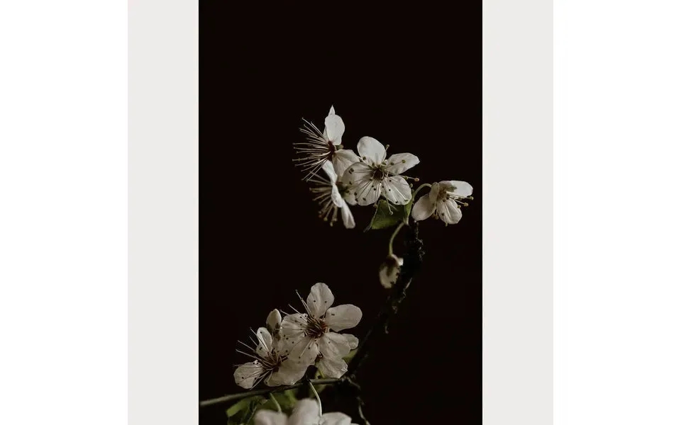 Branches And Blossoms - 3 Size 16 X 24