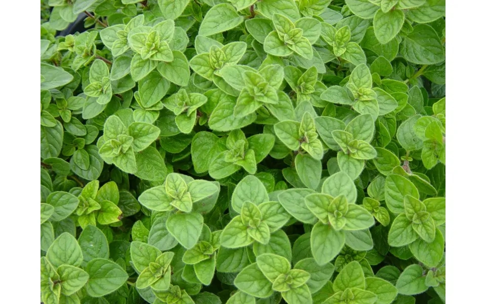 Patchouli Pure Essential Oil - 17ml & 60ml Sizes Fair Trade Ethically Sourced Size 60ml