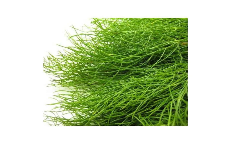 Sweet Fennel Pure Essential Oil - 17ml & 60ml Sizes Fair Trade Ethically Sourced Size 60ml