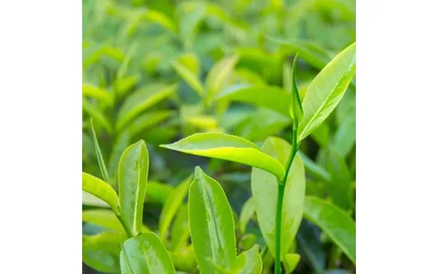 Tea Tree Pure Essential Oil - 17ml & 60ml Sizes Fair Trade Ethically Sourced Size 17ml product image