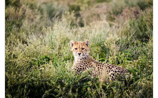 9-day Good-value Migration - Crater & Tarangire product image