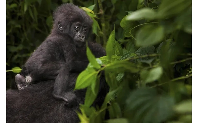 Affordable Rwanda Gorilla Trek product image