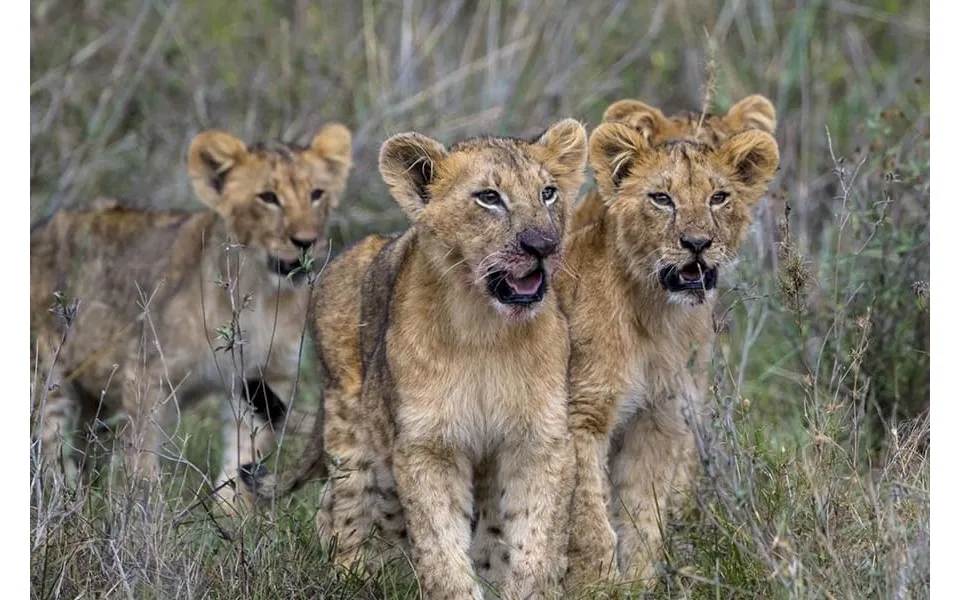 Kenya's Big 5 Conservancy Safari Fly-in