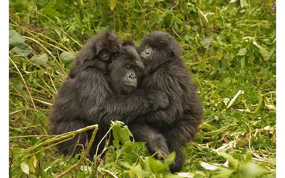 Rwanda Gorilla - Community & Conservation Safari