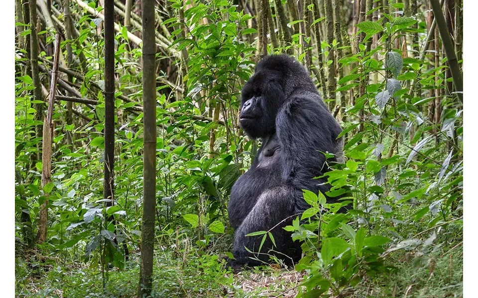 Rwanda Gorilla Encounter