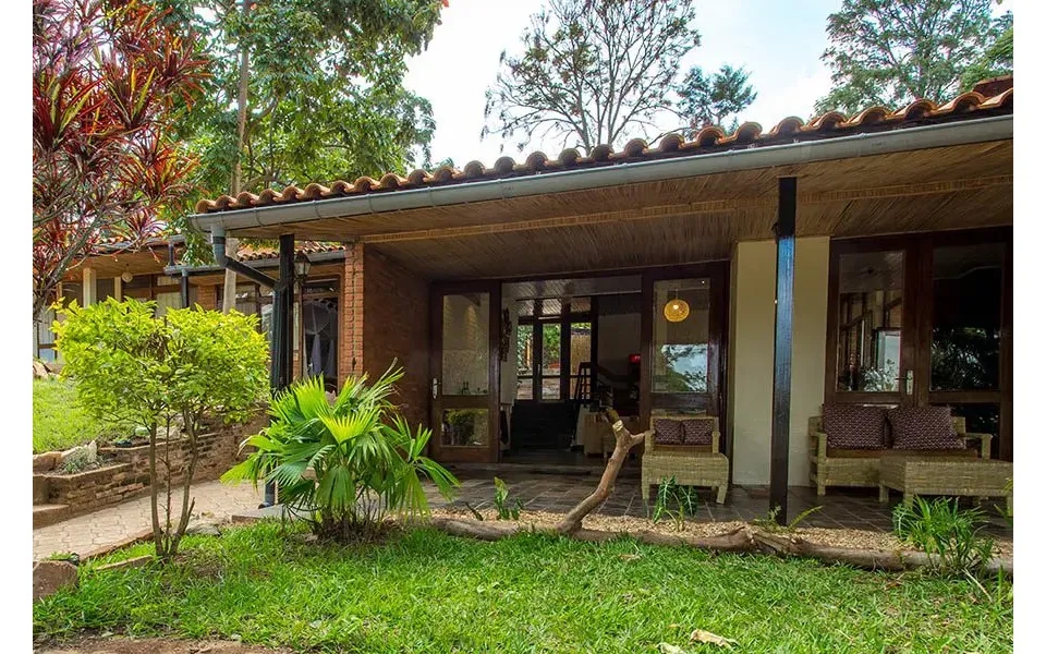 Secret Gorillas - Chimps