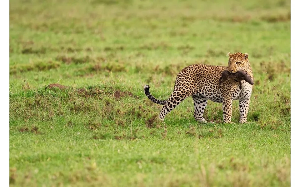 Tanzania Classic Northern Circuit