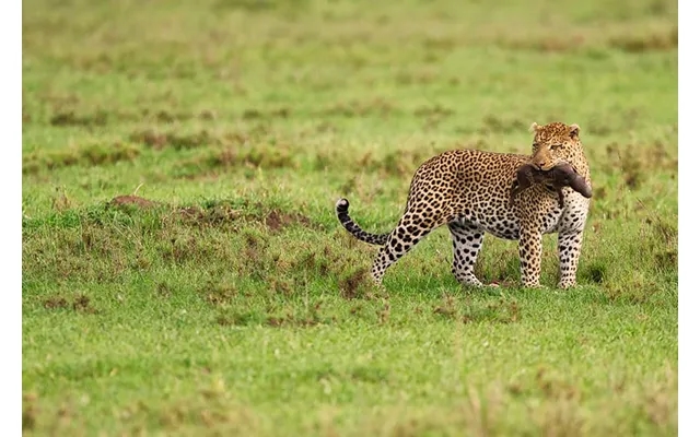 Tanzania Classic Northern Circuit product image