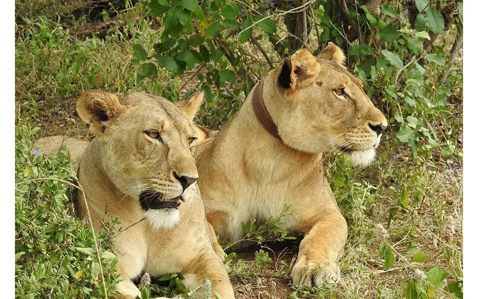 Tanzaniaâ S Hands-on Conservation Safari