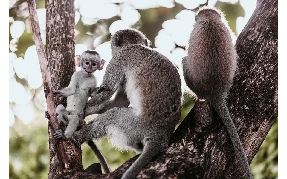 Ultra-luxury Tanzania & Private Island