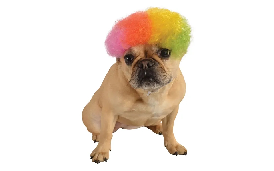 Rainbow Afro Pet Wig - M L