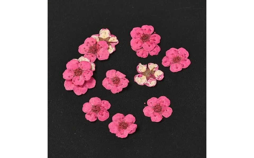 Narcissus Embossing Dried Flowers