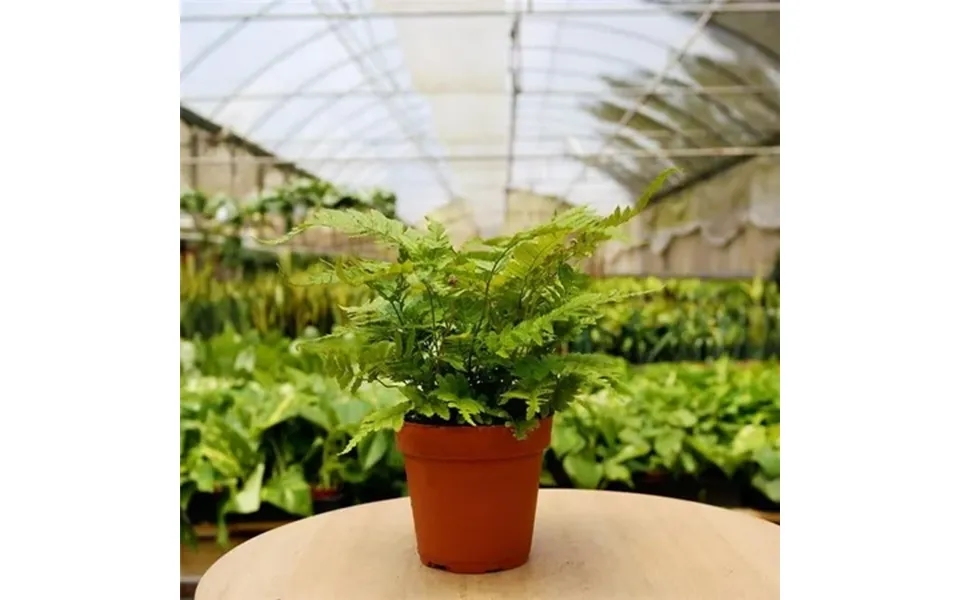 1 Pet Friendly Monthly Subscription Box