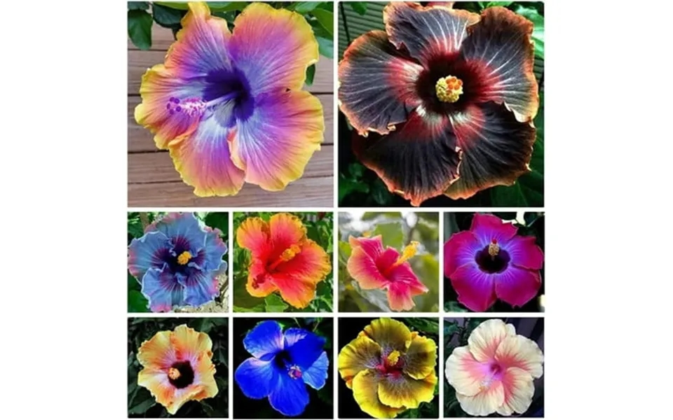 100 Mixed Giant Hibiscus Fev6 Seeds Planting Outdoor- Perennial Rare Non-gmo Heirloom Flowers Plant For Your Flourishing
