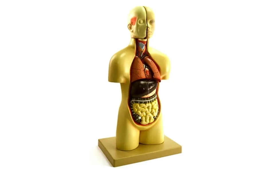 16 Tall Mini Torso High Quality 12 Part Detailed Sexless Roto Molded