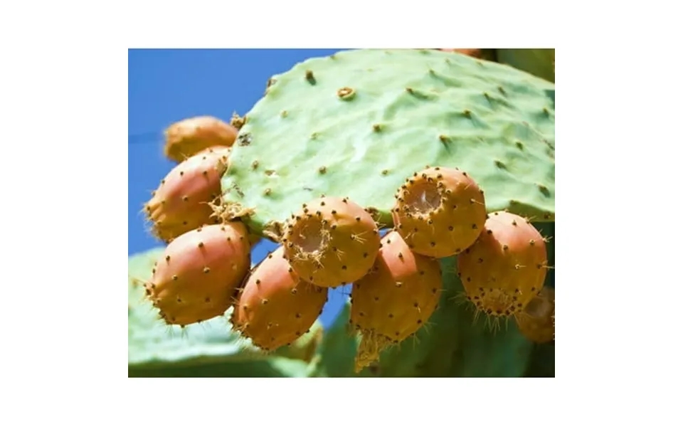 2-pack Nopal Yellow Fruit Nopalina Nopalea Exotic Edible Cactus Sweet Juice 100 Seeds