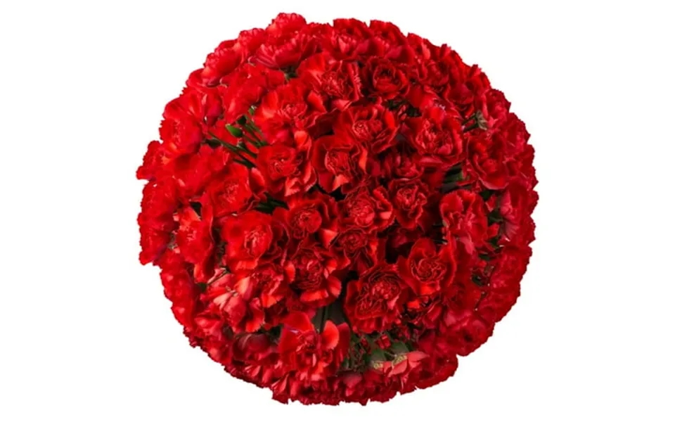 300 Stems Of Red Carnations- Beautiful Fresh Cut Flowers- Express Delivery