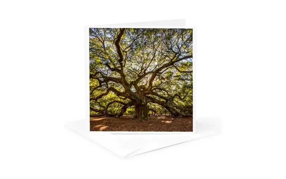 3drose Usa South Carolina Charleston Angel Oak 1 Greeting Card With Envelope