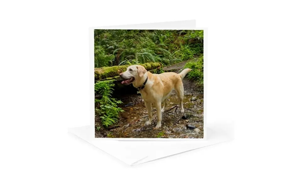 3drose Washington Issaquah. Yellow Labrador In The Woods At Tiger Mountain