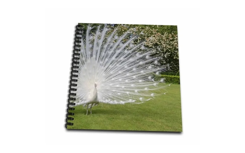 3drose White Peacock. Palazzo Italian Garden Isola Bella. Lago Maggiore