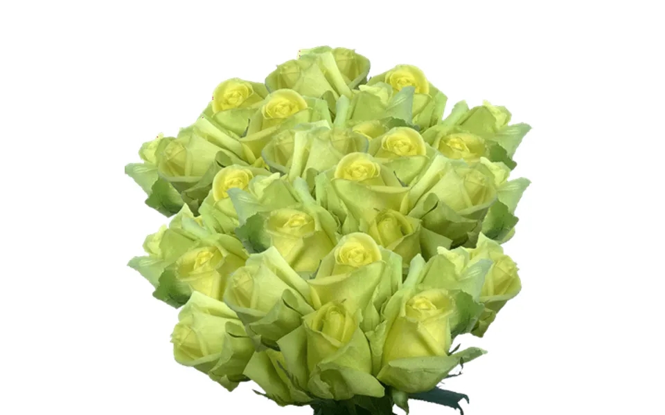 75 X Long Stems Of Light Green Amandine Roses- Beautiful Fresh Cut Flowers- Express Delivery