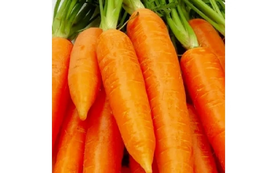 750 Chantenay Red Core Carrot Seeds Non-gmo Heirloom Fresh Garden Seeds