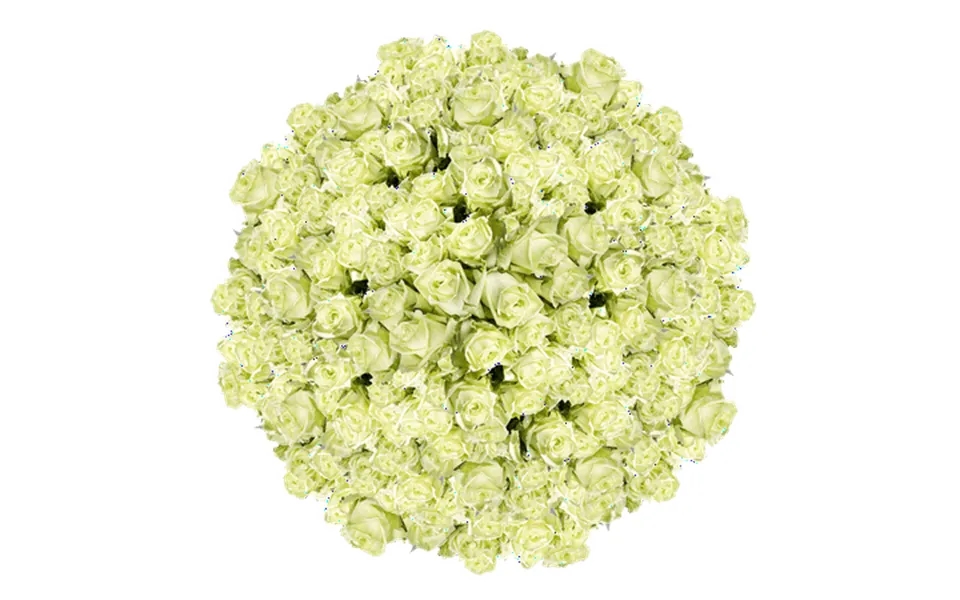 750 Stems Of Solid Color Green Roses- Beautiful Fresh Cut Flowers- Express Delivery