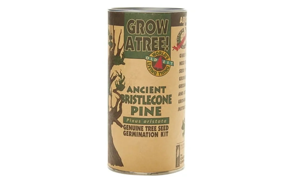 Ancient Bristlecone Pine Tree Seed Grow Kit The Jonsteen Company