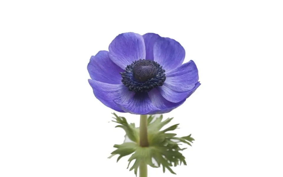 Anemones 300 Stems Of Blue Farm Direct Fresh Cut Flowers By Bloomingmore