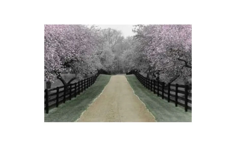 Apple Blossom Lane Poster Print By Monte Nagler 24 X 36