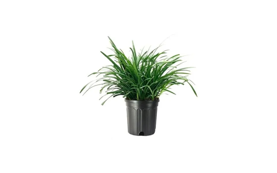 Big Blue Liriope Muscari 3 Plants Gallon Size Low Maintenance Drought Tolerant Evergreen Live Grass Lilyturf
