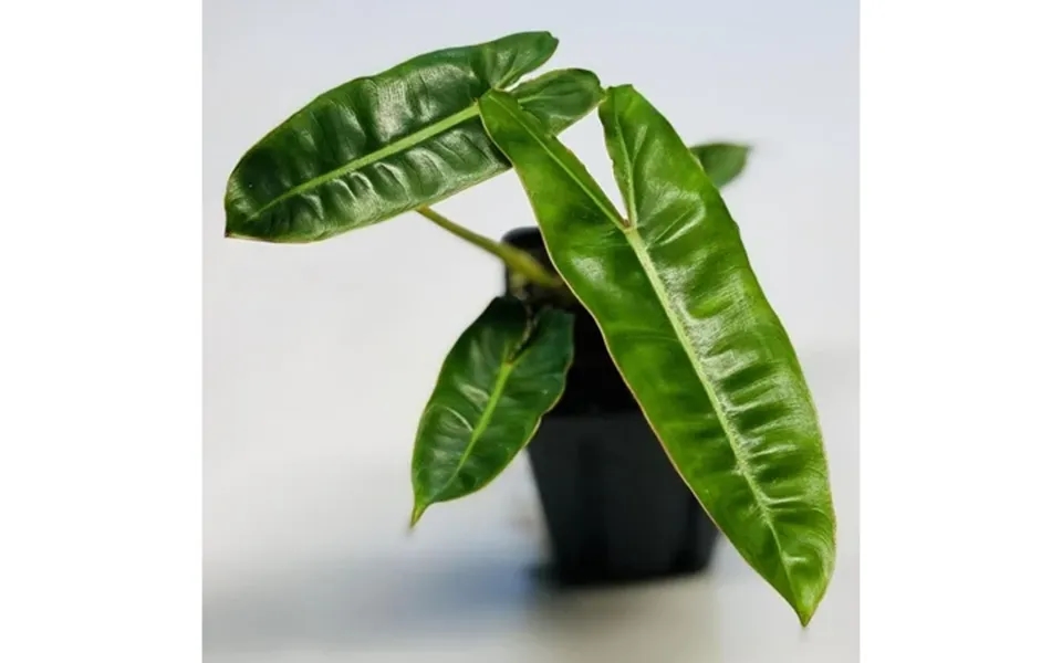 Billietiae Philodendron - Live Plant In A 4 Inch Pot