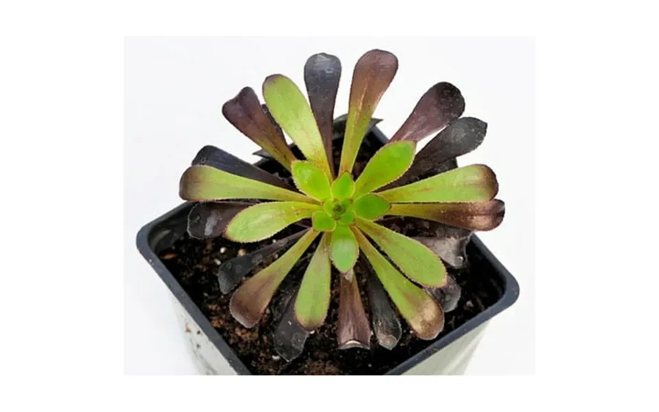 Black Rose Tree - Aeonium Arboreum Zwartkop -rare- Collector S Series