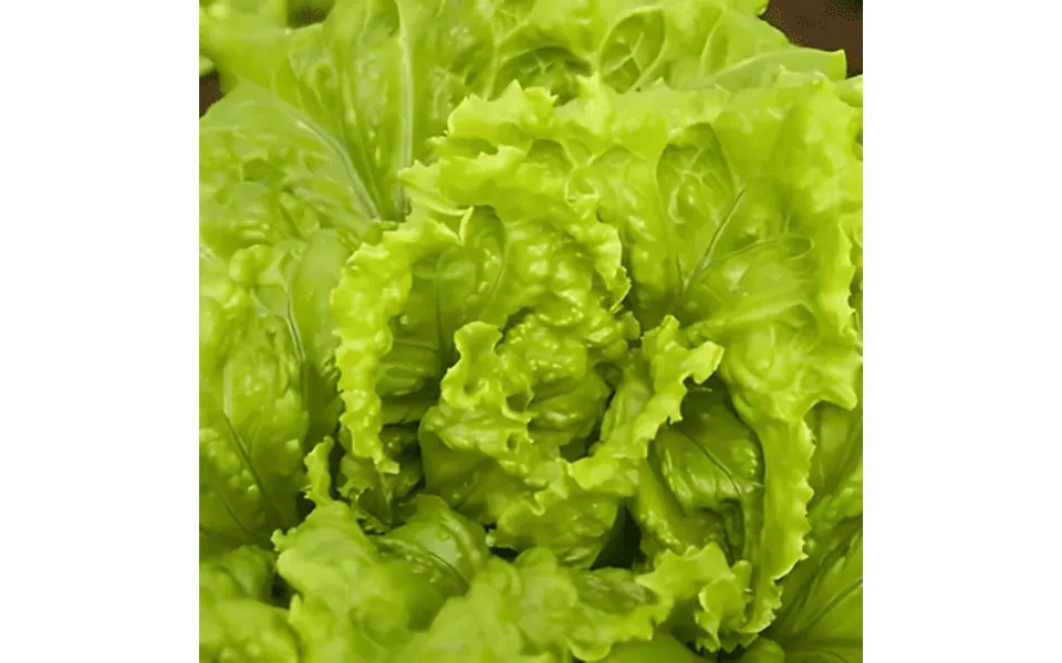 Black Seeded Simpson Lettuce Og Seeds