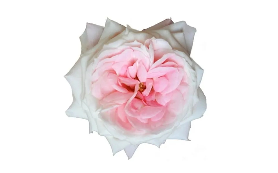 Bloomingmore Fresh Cut Flowers 36 Count White Roses