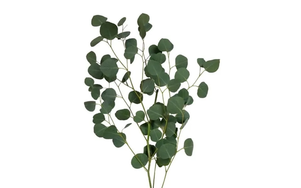 Bloomingmore Silver Dollar Eucalyptus 40 Stems Solid Green Greens