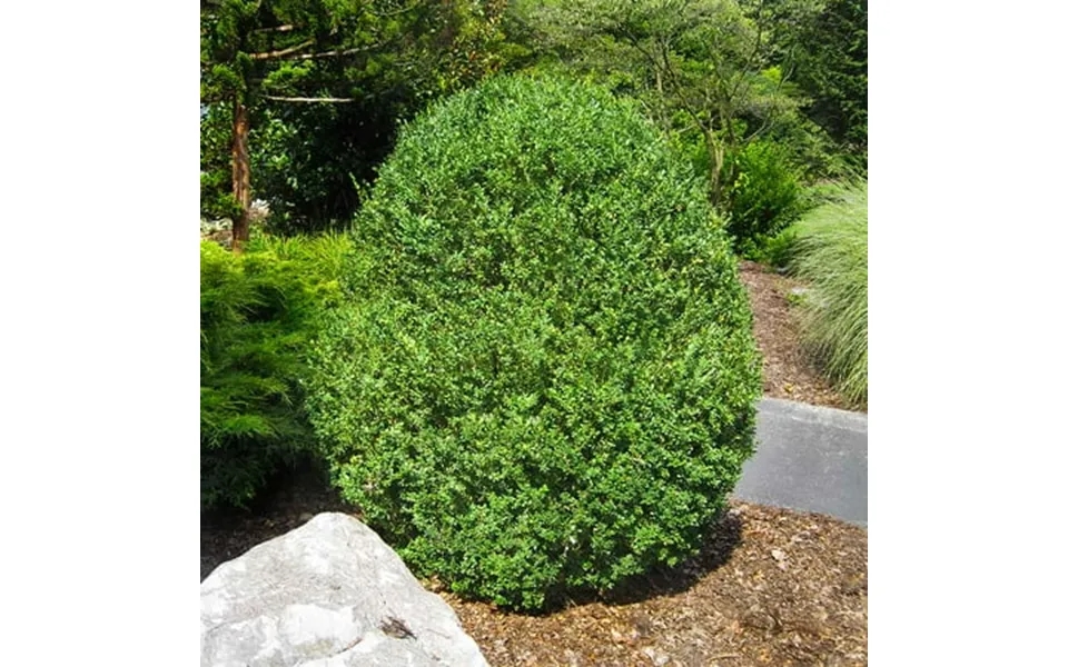Brighter Blooms - American Boxwood Shrub 1 Gal