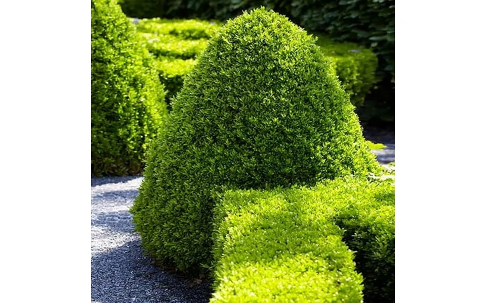 Brighter Blooms - American Boxwood Shrub 1 Gal.
