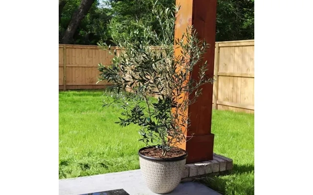 Brighter Blooms - Arbequina Olive Tree 3-4 Ft. product image