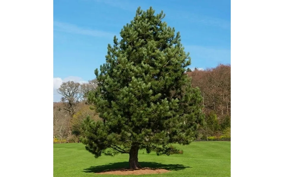 Brighter Blooms - Austrian Pine Tree 2-3 Ft.