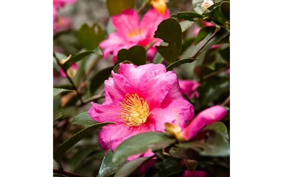Brighter Blooms - Camellia Shi-shi Gashira Shrub 3 Gal.