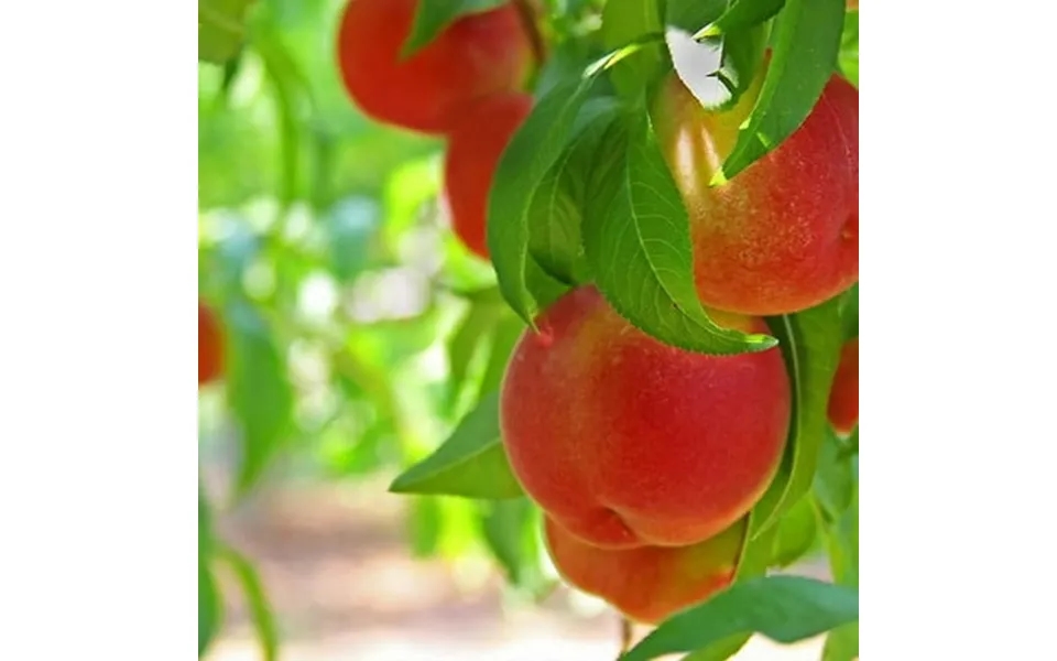 Brighter Blooms - Contender Peach Tree 6-7 Ft.