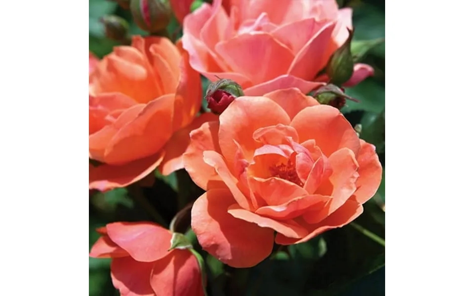 Brighter Blooms - Coral Knock Out Rose Shrub 3 Gal
