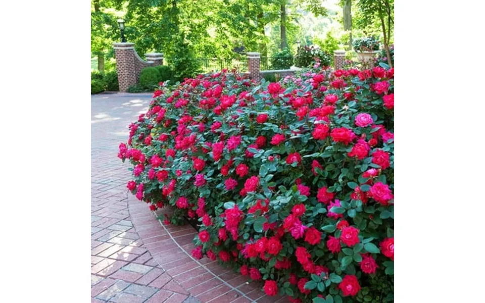 Brighter Blooms - Double Knock Out Rose Shrub 1 Gal