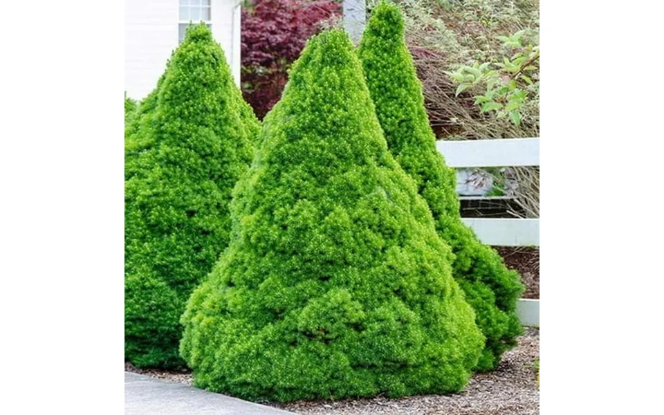 Brighter Blooms Dwarf Alberta Spruce 1-2 Ft No Shipping To Az