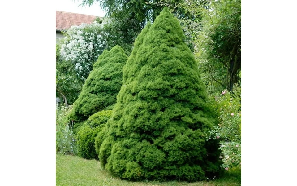 Brighter Blooms - Dwarf Alberta Spruce 1-2 Ft.