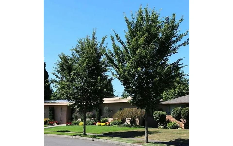 Brighter Blooms - Emerald Sunshine Elm Tree 4-5 Ft.