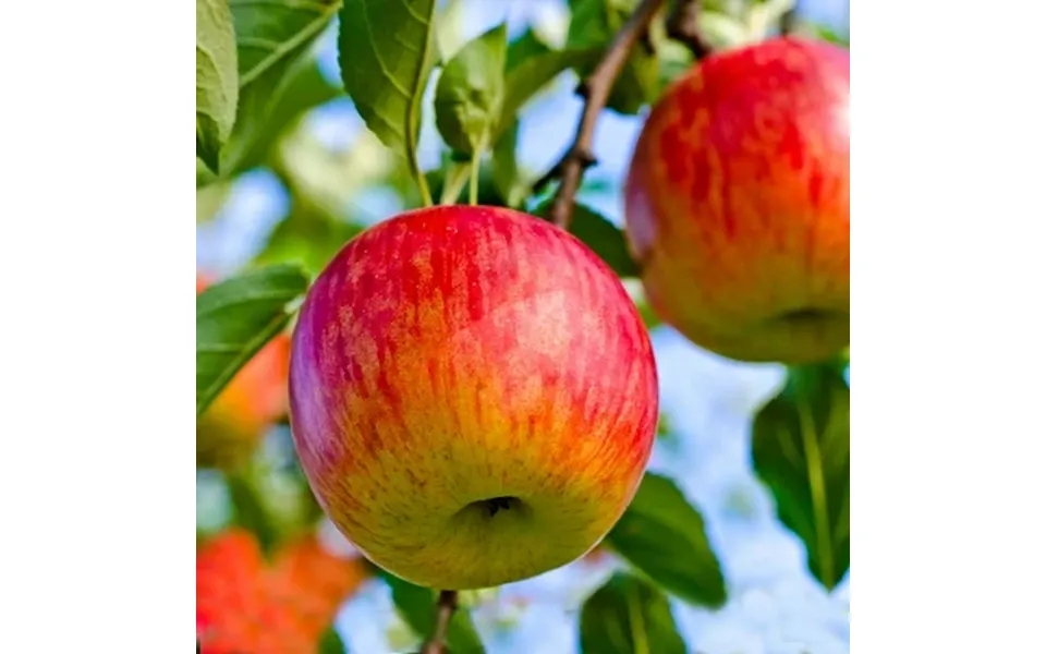 Brighter Blooms - Fuji Apple Tree 6-7 Ft.