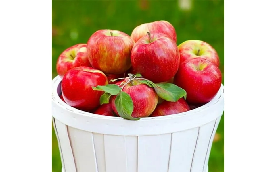 Brighter Blooms - Honeycrisp Apple Tree 3-4 Ft.